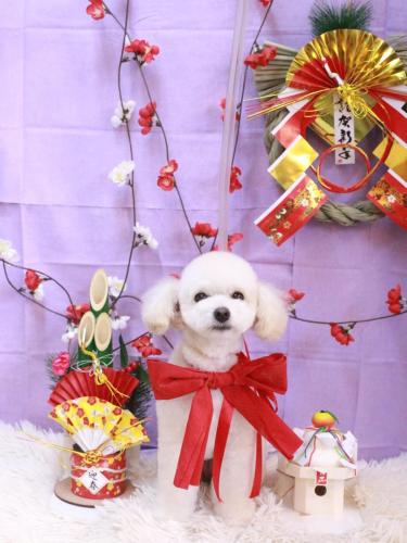 20230126ポコちゃん